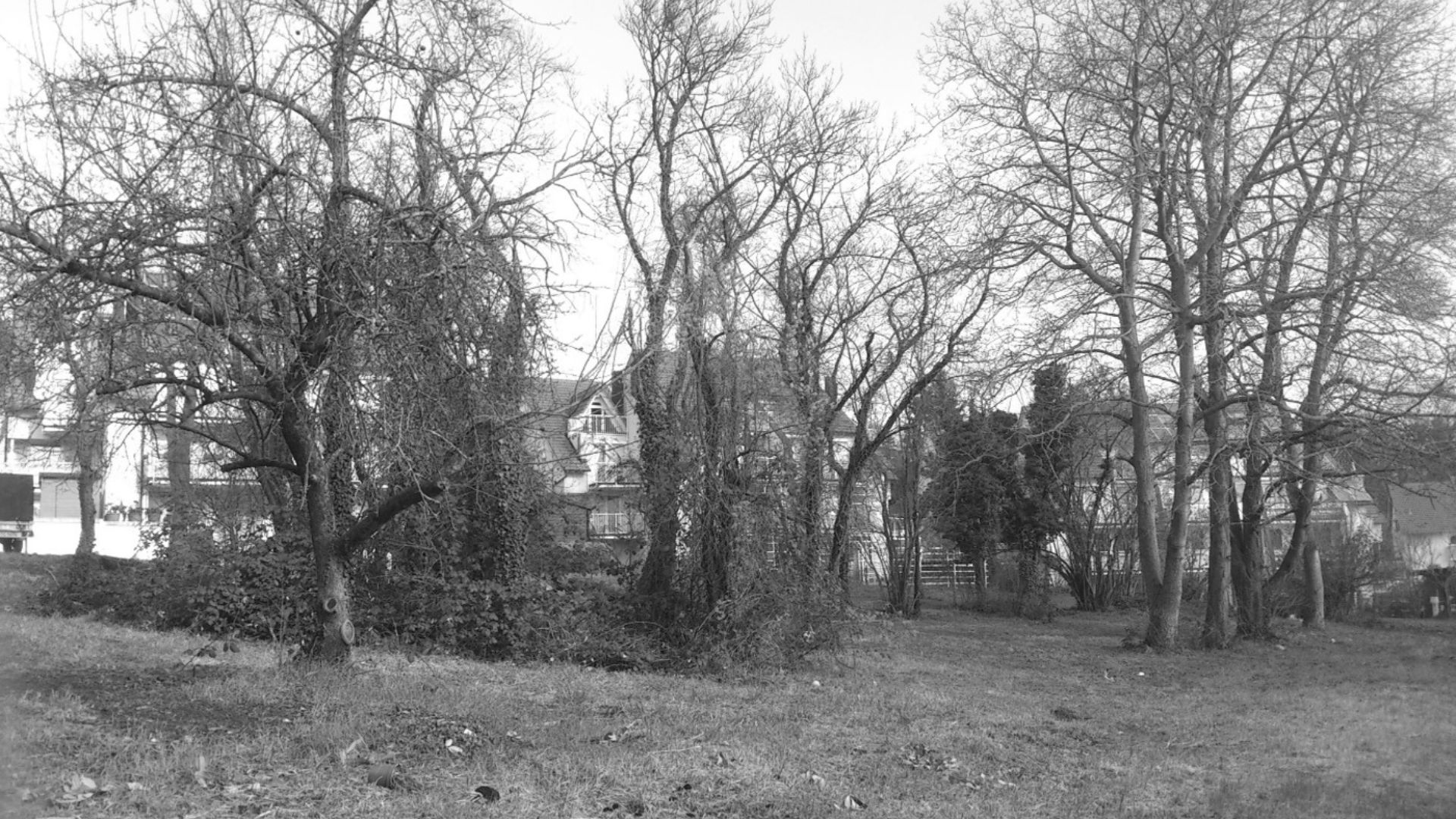 Älterer Baumbestand in Maihälden im Jahr 2014 - Gelände zwischen Jochen-Klepper-Straße und Maurice-Ravel-Straße